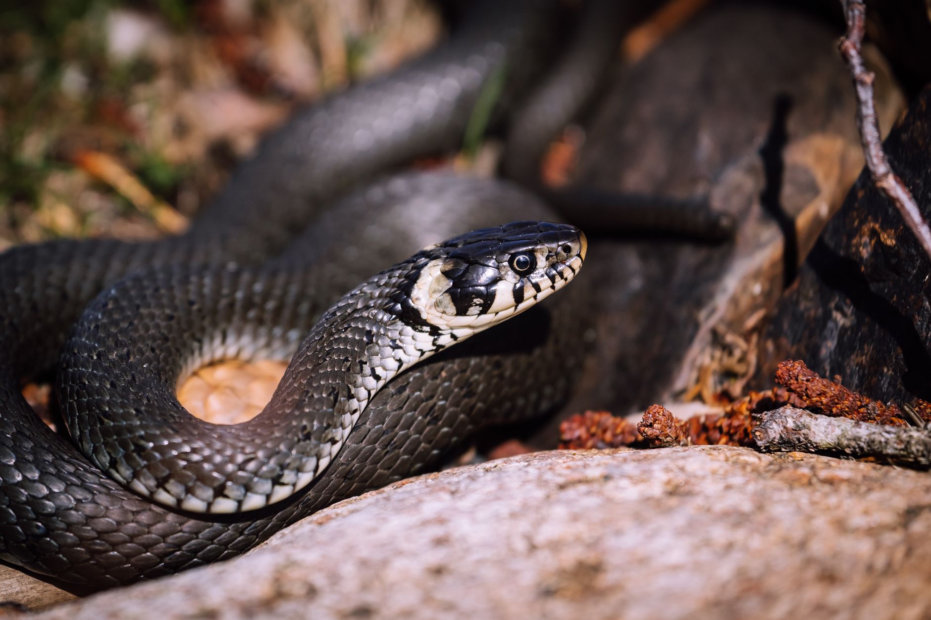 snake escape predators